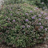 Hebe 'Chocolate Box™ Blueberry Truffle' 6" Pot