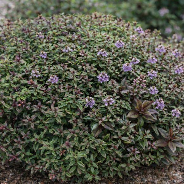 Hebe 'Chocolate Box™ Blueberry Truffle' 6" Pot