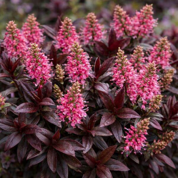 Hebe 'Chocolate Box™ Strawberry Cream' 6" Pot