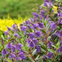 Purple hebe flowers in bloom with green leaves, growing in a garden with blurred grass in the background.