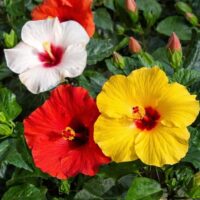 mixture of tropical hibiscus flowers with green leaves and yellow red and white flowers