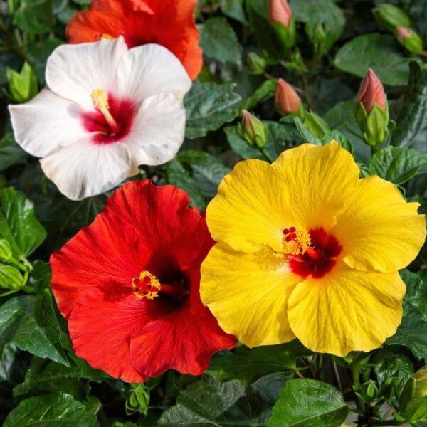 mixture of tropical hibiscus flowers with green leaves and yellow red and white flowers
