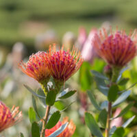 Close-up of Leucospermum 'Scarlet Ribbon' flowers with green leaves in an 8" pot, set against a blurred natural background.