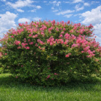 A Lagerstroemia 'Little Audrey' Crepe Myrtle in a 10" pot, featuring dense green foliage and bright pink flowers, stands alone in a grassy field under a partly cloudy sky.
