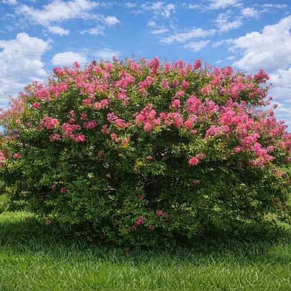 A Lagerstroemia 'Little Audrey' Crepe Myrtle in a 10" pot, featuring dense green foliage and bright pink flowers, stands alone in a grassy field under a partly cloudy sky.