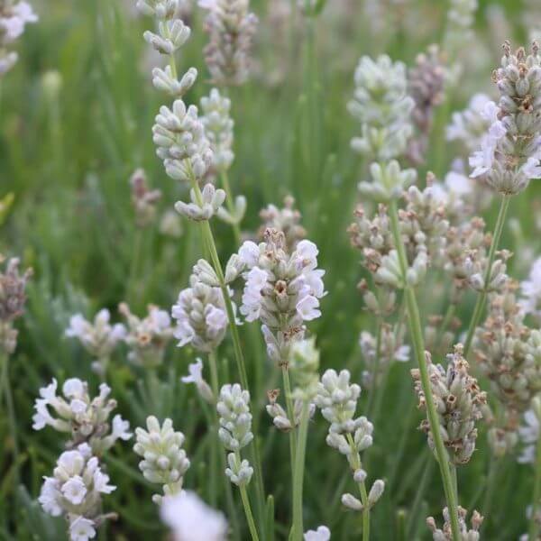 Close-up of Lavandula Lavinnova® 'English Summer Morning' Lavender in a 15cm pot, featuring light purple and white blooms with a softly blurred green background.