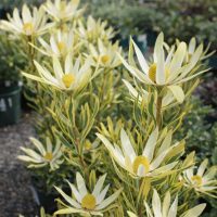 A group of pale yellow Protea 'Pot O Gold' plants with pointed leaves and round yellow centres grows in 6" pots at a nursery, displayed alongside Protea 'Australis® Pink' for a vibrant botanical showcase.