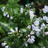 Pulmonaria 'White' 6” Pot