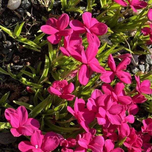 Rhodohypoxis 'Beverly' 15cm Pot features bright pink, pointed blooms and green leaves, growing close to the ground in soil with small stones, suited for sunny spots.