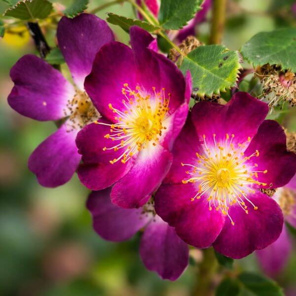 Close-up of vibrant purple wild roses with yellow centres, surrounded by green leaves and blurred background.