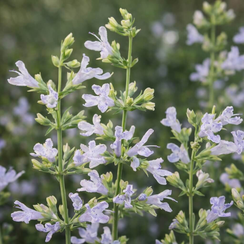 Salvia 'Finngrove' 4" Pot