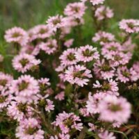 Scaevola 'Fairy Pink' 6" Pot