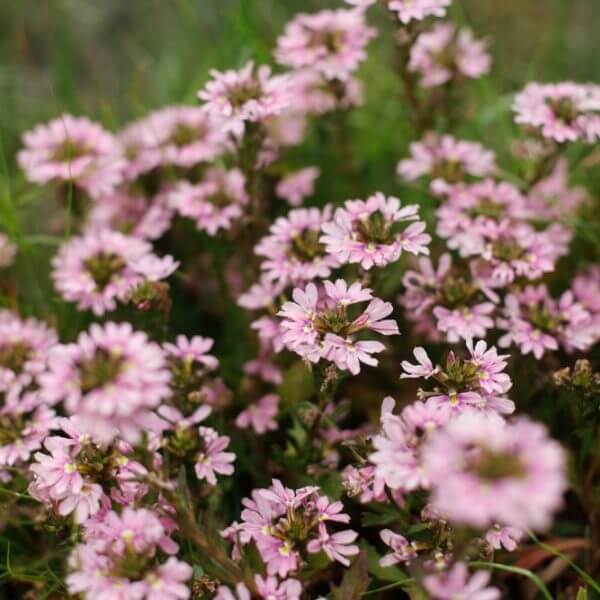 Scaevola 'Fairy Pink' 6" Pot