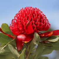 A vibrant Telopea 'Gembrook' Waratah 8" Pot with a bright red bloom and lush green leaves stands out against a clear blue sky.