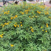 Tagetes 'Mountain Marigold' in an 8" Pot features a dense green bush covered with numerous small yellow flowers, ideal for outdoor spaces with paths and railings.