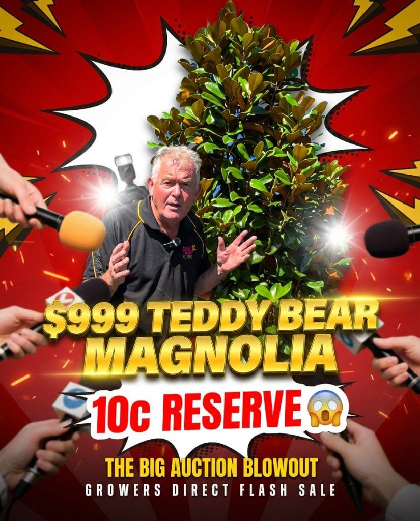 A man stands in front of a large magnolia tree, surrounded by microphones. Text reads: "£999 Teddy Bear Magnolia, 10p Reserve, The Big Auction Blowout, Growers Direct & Bougainvilleas Flash Sale.