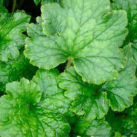Close-up view of several green leaves with serrated edges and visible veins, overlapping each other in a dense cluster.