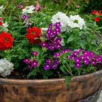 Verbena 'Mixed Varieties' 6" Pot