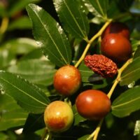 Close-up of Ziziphus Jujube 'Redlands' Chinese Date 16" Pot showing fruits at various ripeness stages—unripe, ripe, and dried—on a leafy branch.