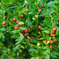 A cluster of green leaves with numerous small, round, reddish-brown fruits growing on the branches.