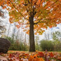An Acer 'Apollo' Sugar Maple in a 16" pot stands in a grassy area with vibrant orange and yellow autumn leaves, surrounded by fallen foliage; additional trees appear under a partly cloudy sky in the background.