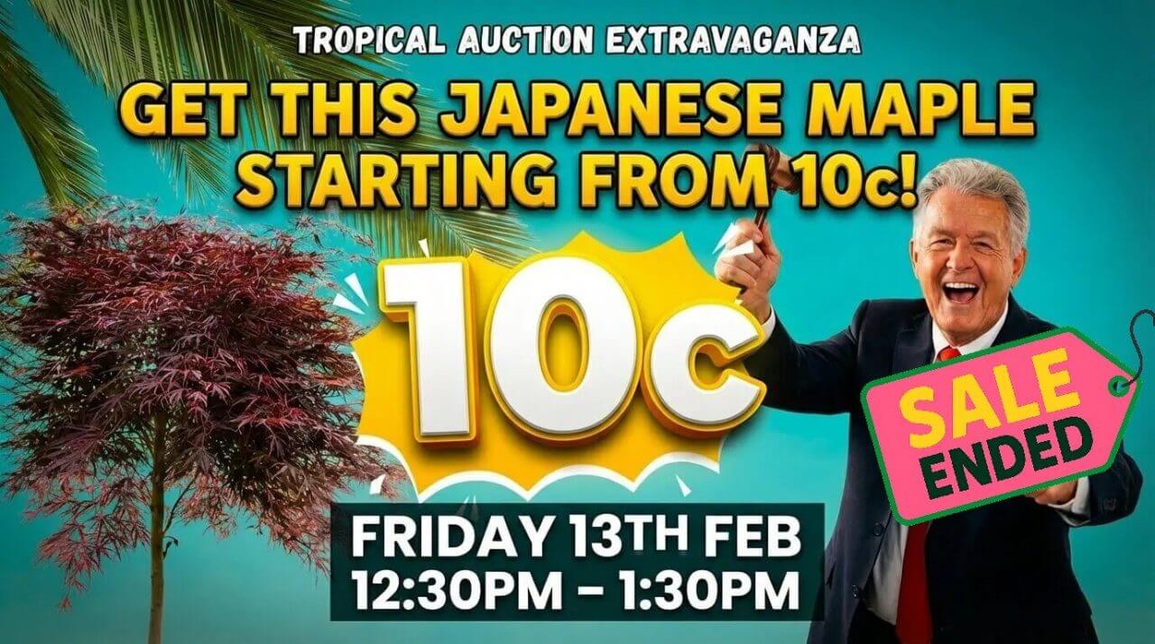 Advertisement for a Japanese maple auction, starting price 10p, with a host, sale ended sign, and auction date of Friday 13th February, 12:30 pm to 1:30 pm.