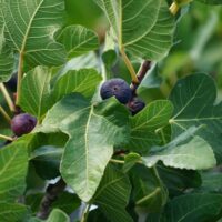 Close-up of a Ficus 'Picone Black' Fig Tree in an 8" pot featuring large green leaves and several ripe, dark purple figs clustered among the branches.
