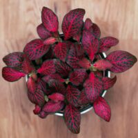 A top-down view of the Fittonia ‘Red’ Nerve Plant in a 5” pot, showing its striking red and green leaves, placed on a wooden surface.