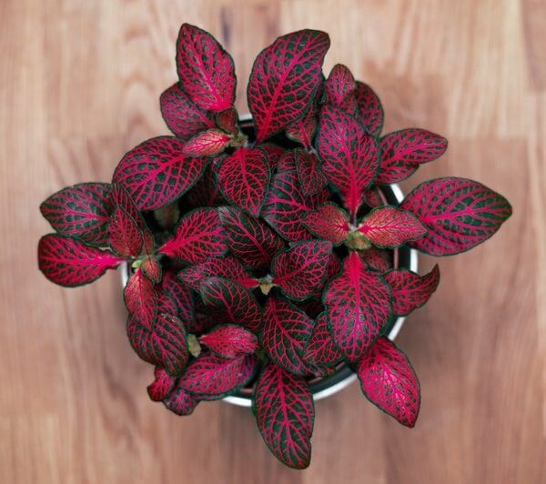 A top-down view of the Fittonia ‘Red’ Nerve Plant in a 5” pot, showing its striking red and green leaves, placed on a wooden surface.