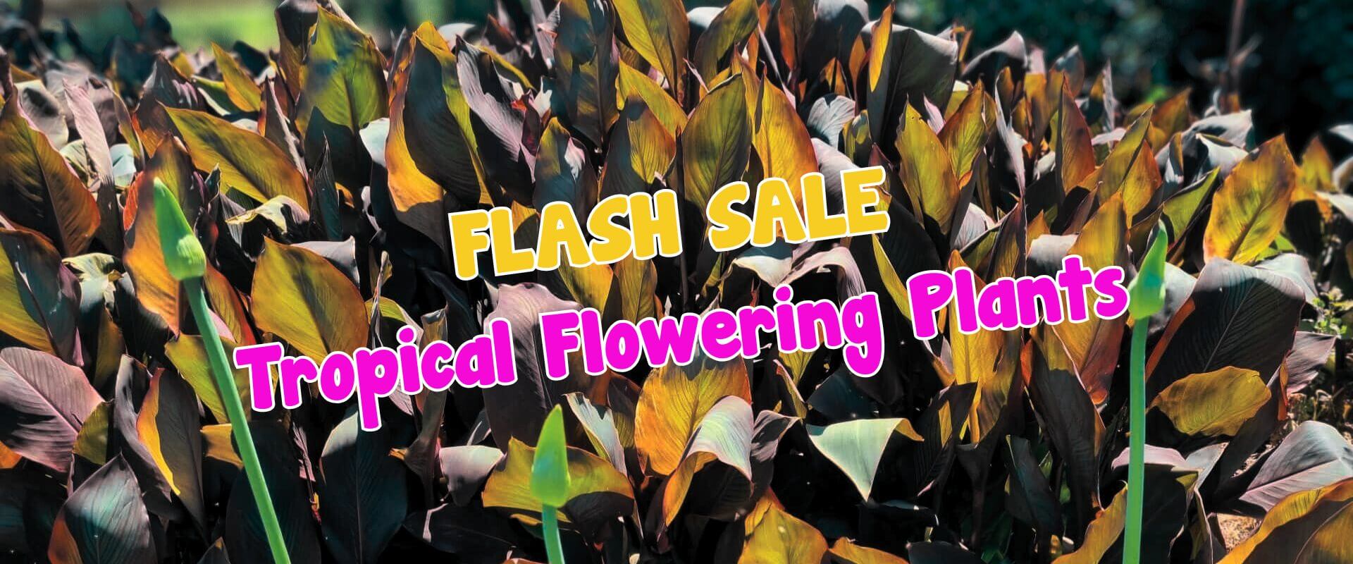 Text "FLASH SALE Tropical Flowering Plants" over a background of dense tropical plants, featuring green and brown leaves, highlights the Summer Growers Direct Flash Sale.