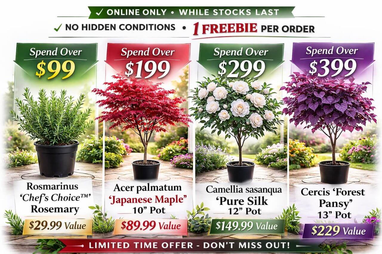 A promotional image showcases four potted Premium Plants—rosemary for £99, Japanese maple for £199, camellia for £299, and redbud for £399—each with labelled values and a Free Plants offer as an Online Exclusive.