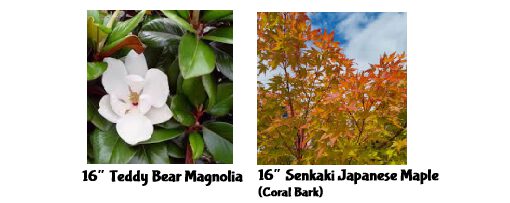 Close-up of a white Teddy Bear Magnolia flower on the left and orange-red leaves of a Senkaki Japanese Maple on the right, both with labelled descriptions below—perfect choices for your Holiday Plant Sale.