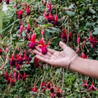 A hand gently touches a branch of Fuchsia 'Assorted Varieties' 6" Pot, displaying pink and purple flowers in a garden.