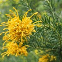 Close-up of Grevillea 'Molonglo' flower with spiky yellow petals and green needle-like leaves, ideal for cultivation in a 15cm pot.