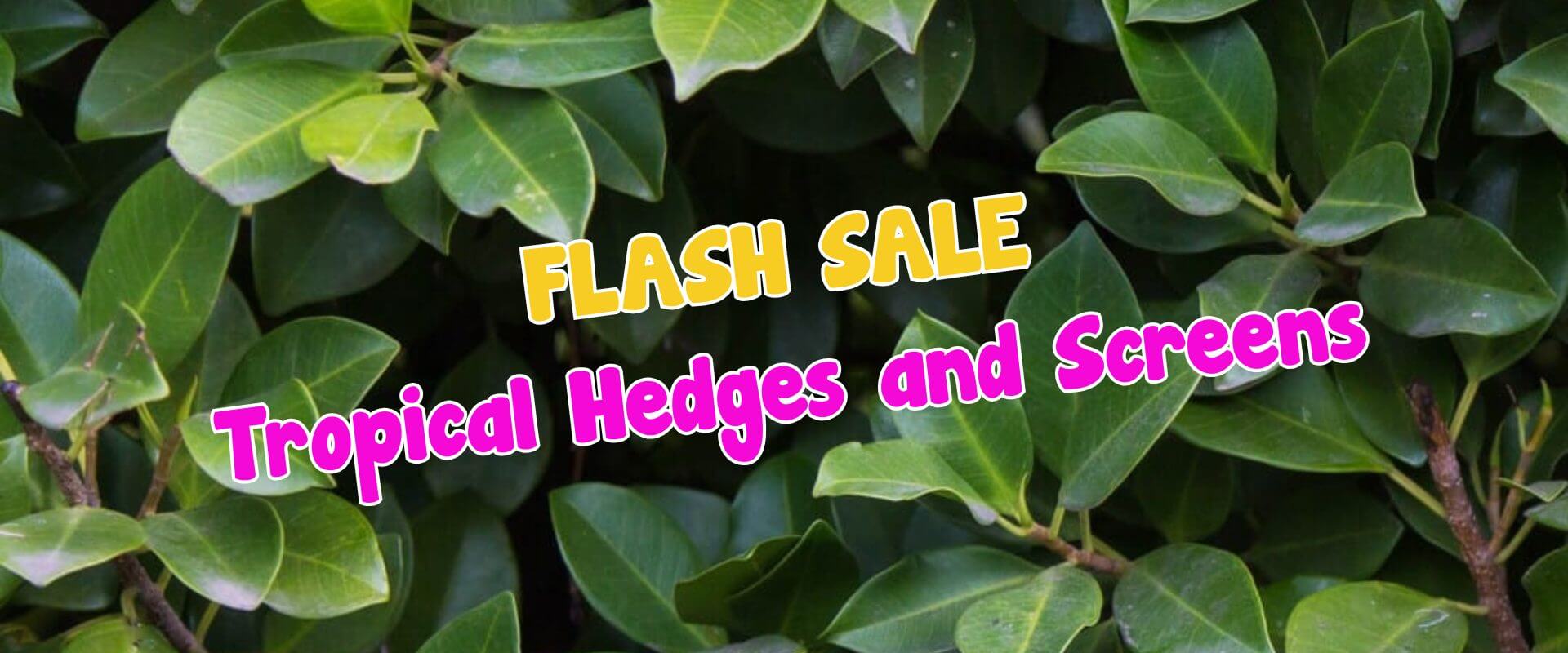 Green leafy hedge background with bold yellow and pink text reading "FLASH SALE." Summer Growers Direct brings you unbeatable deals on Tropical Hedges and Screens.