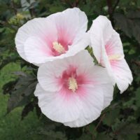 Close-up of three white hibiscus flowers with pale pink centres, blooming among green leaves outdoors.