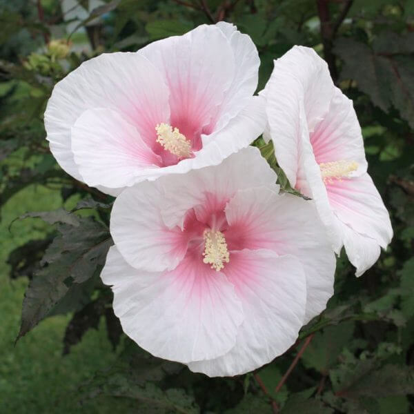 Close-up of three white hibiscus flowers with pale pink centres, blooming among green leaves outdoors.