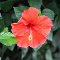 A close-up of a red hibiscus flower with yellow stamens, surrounded by green leaves in the background.