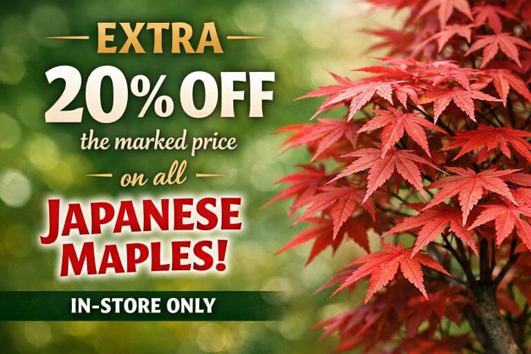 Holiday Plant Sale: Advertisement showing an extra 20% off the marked price on all Japanese maples, in-store only. Red Japanese maple leaves on the right.