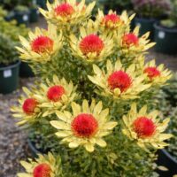A Leucadendron 'Bella' in a 15 cm pot displays multiple yellow flowers with red centres, thriving in an outdoor garden among other potted plants.