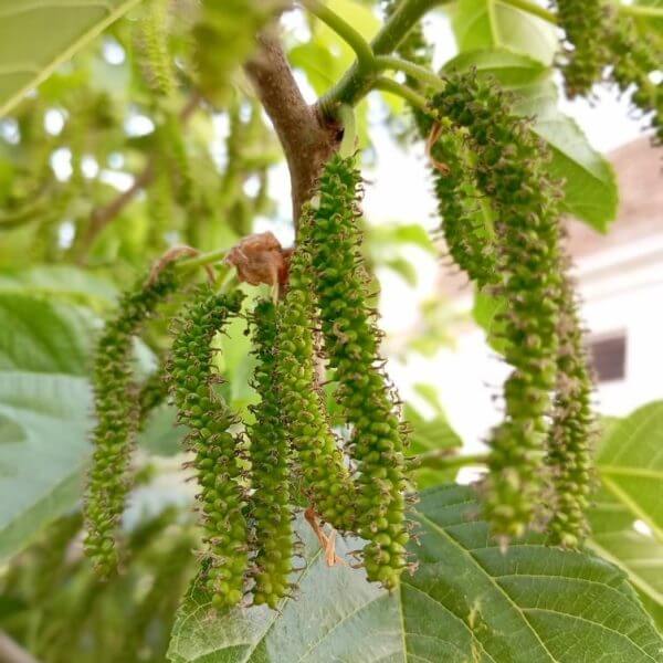 Close-up of clusters of green, immature catkins hanging from a tree branch with large green leaves in the background.