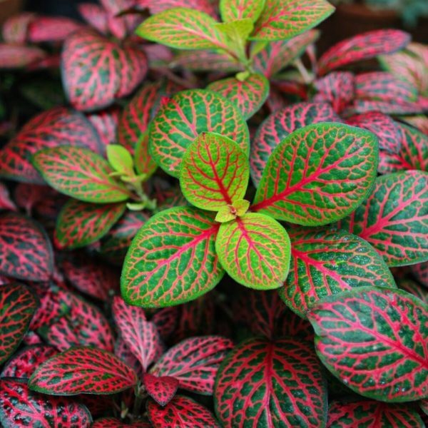Close-up of Fittonia ‘Neon’ Nerve Plant in a 13 cm pot, showcasing vibrant green leaves with striking red veins and mainly red-veined foliage.