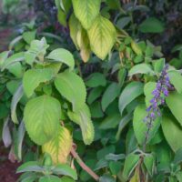 Plectranthus 'Bush Basil' Tucker Bush in a 15cm pot, featuring green leafy stems and small purple flowers, growing outdoors with blurred foliage in the background.