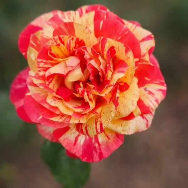 A close-up of a Rose 'Love In' Bush Form, featuring red and yellow streaked petals, set against a softly blurred outdoor background.