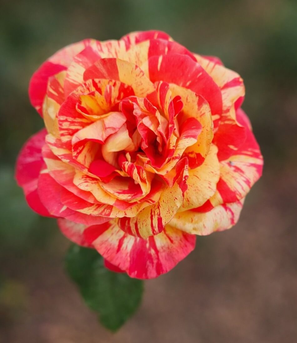A close-up of a Rose 'Love In' Bush Form, featuring red and yellow streaked petals, set against a softly blurred outdoor background.