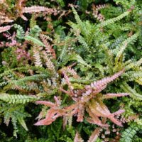 A dense cluster of Adiantum hispidulum ‘Rosy Maidenhair’ displays green, yellow, and pink fronds growing closely together, forming a textured foliage pattern.