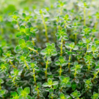 Close-up of fresh green thyme herb plants with small oval leaves and upright stems.