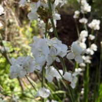 Libertia 'Gold Finger' 8" Pot features clusters of small white flowers on tall green stems, complemented by lush foliage—ideal for adding brightness to a sunlit garden.