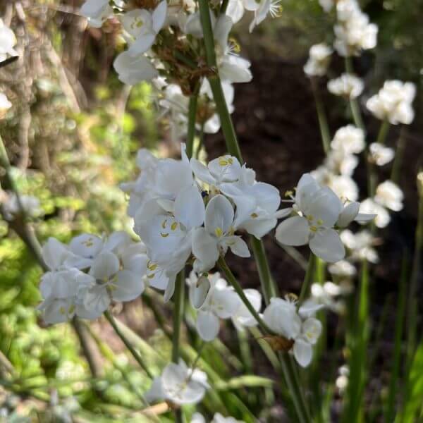 Libertia 'Gold Finger' 8" Pot features clusters of small white flowers on tall green stems, complemented by lush foliage—ideal for adding brightness to a sunlit garden.