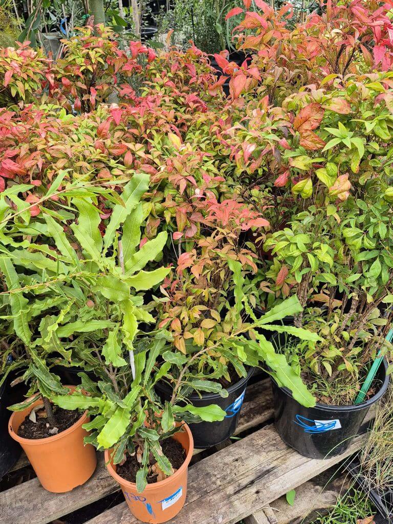 Several potted plants with green and red leaves are displayed on a wooden pallet outdoors, perfect for a Plants Clearance Sale.